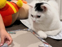猫の写真