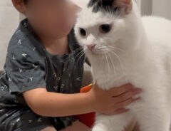 猫の写真