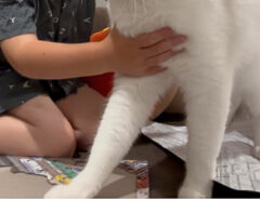 猫の写真