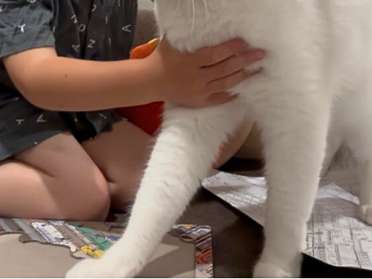 猫の写真
