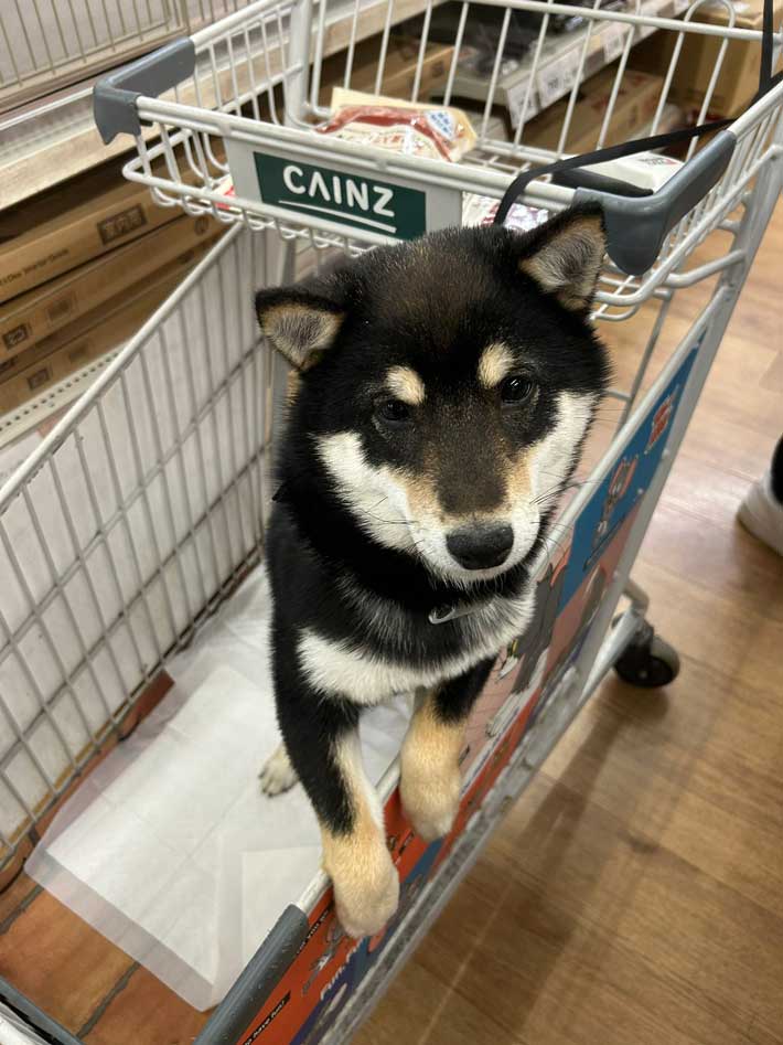 犬の画像