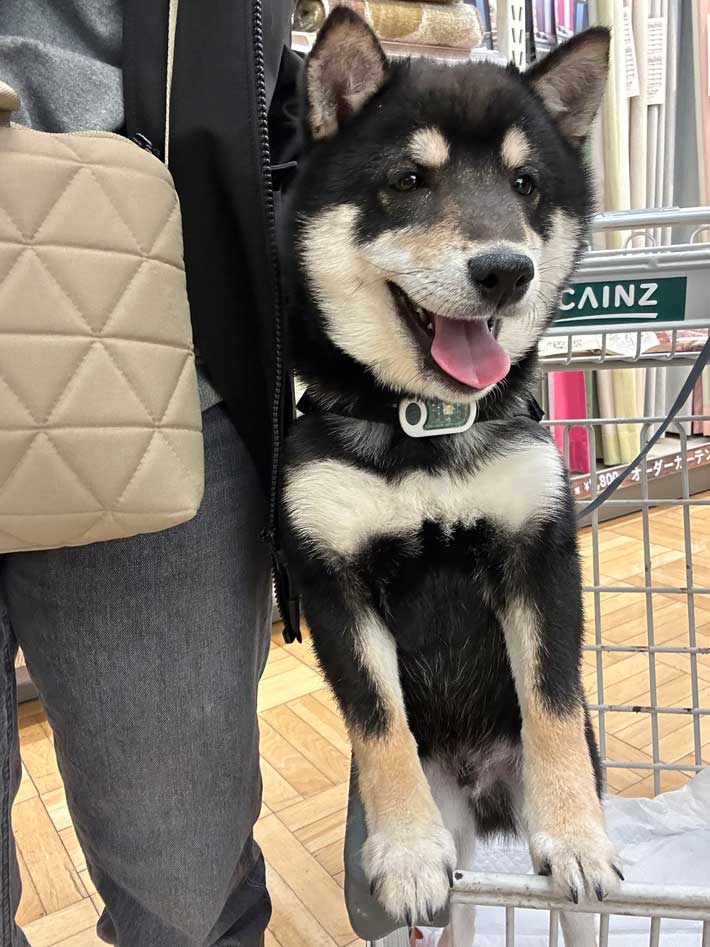 犬の画像