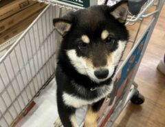 犬の画像