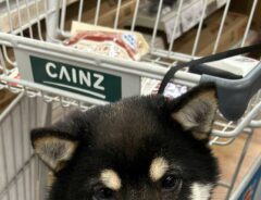 犬の画像