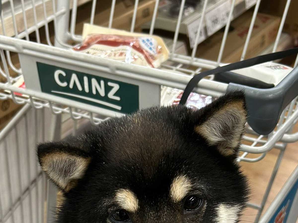 犬の画像