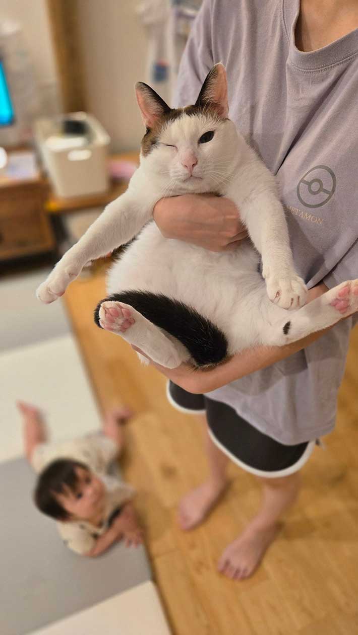 猫の写真