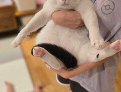 猫の写真