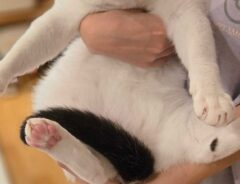 猫の写真