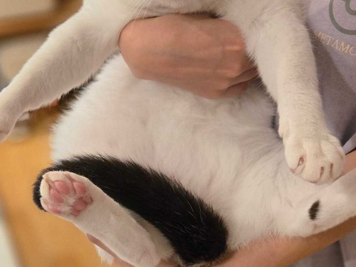 猫の写真