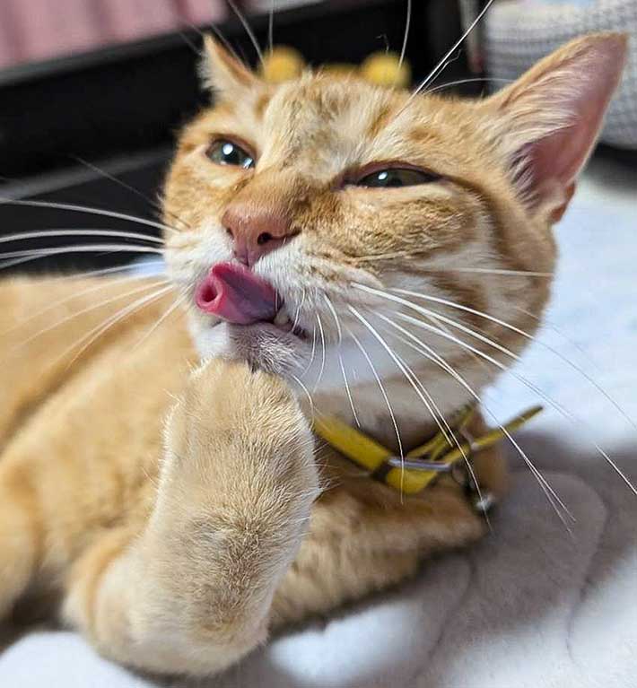 猫の写真