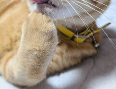 猫の写真