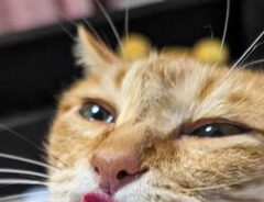 猫の写真