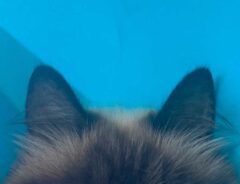 猫の画像