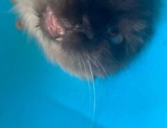 猫の画像