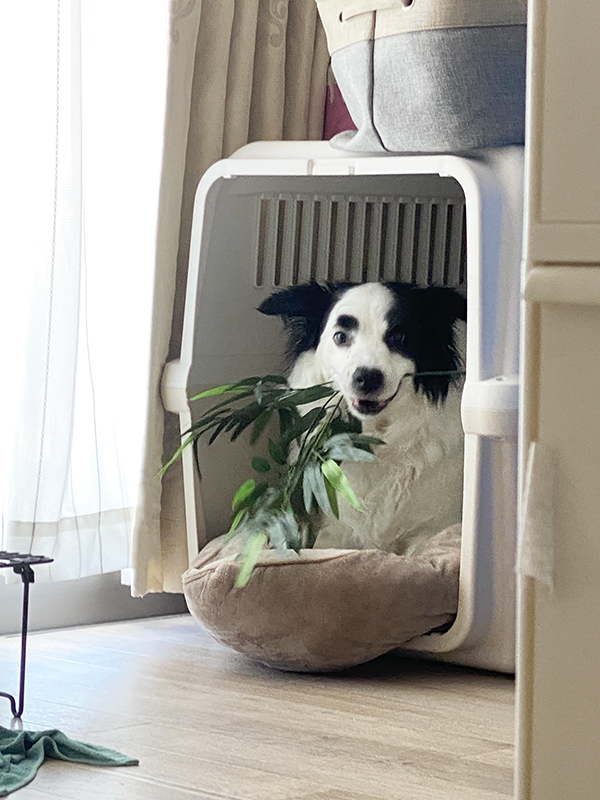 笹を咥える犬の写真
