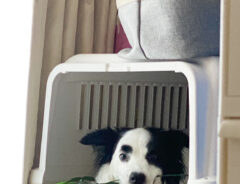 笹を咥える犬の写真