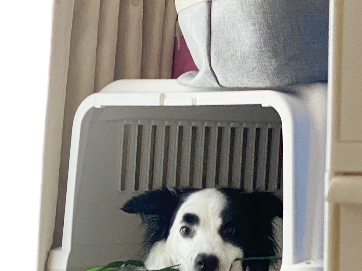 笹を咥える犬の写真