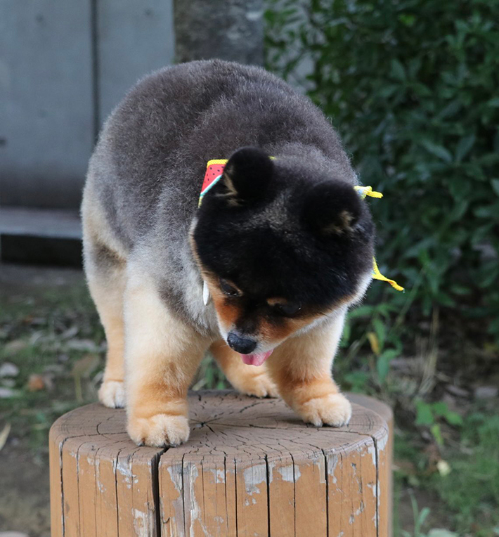 ポメラニアンの写真