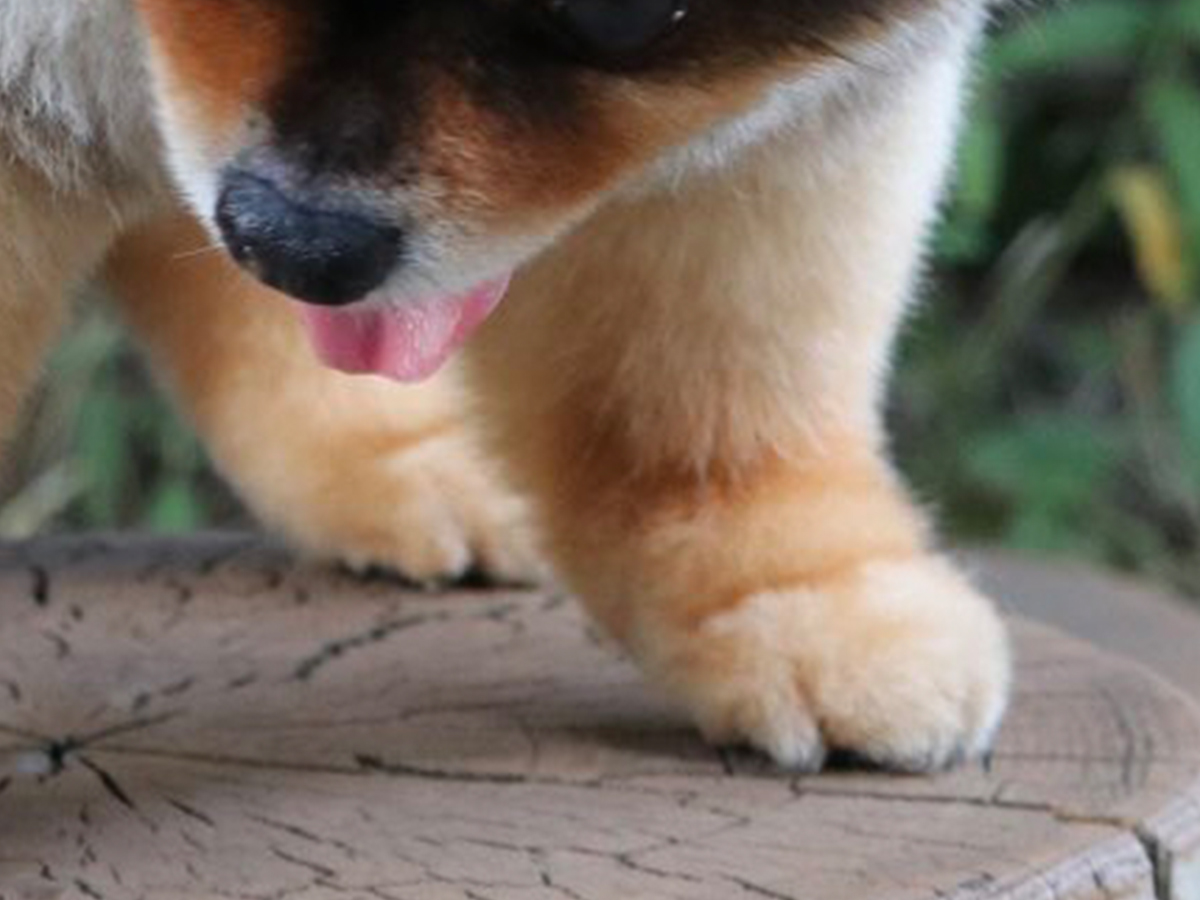 ポメラニアンの写真