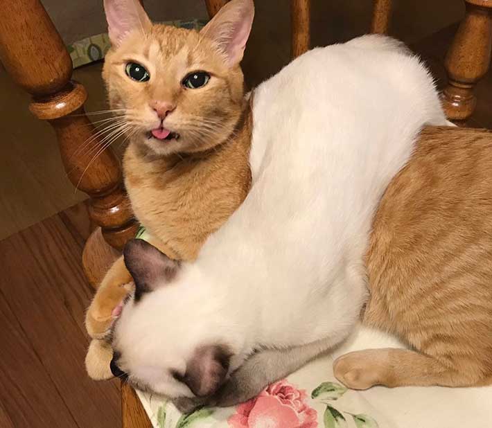 猫の写真