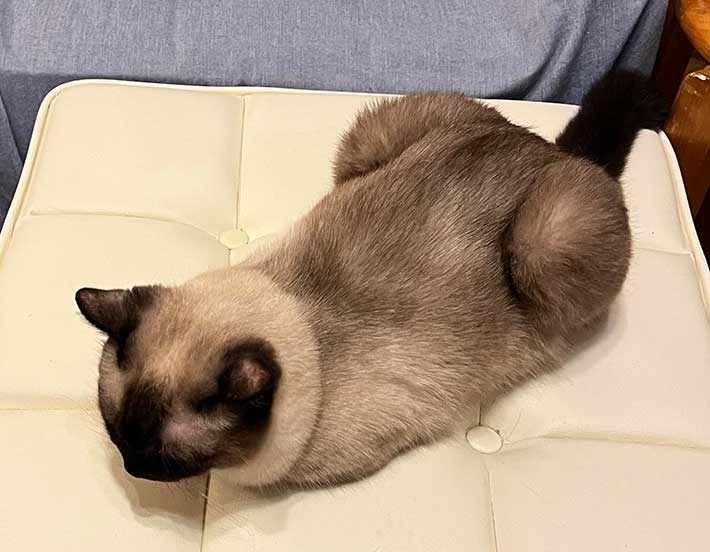 猫の写真