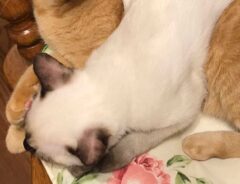 猫の写真
