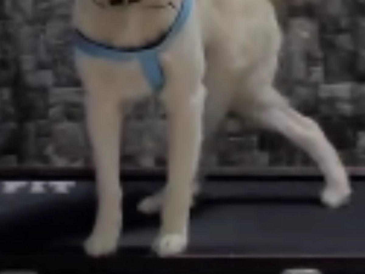 トレッドミルの上を歩く犬の写真