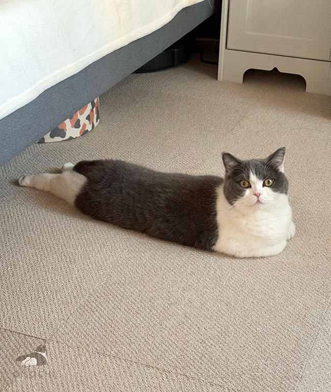 猫