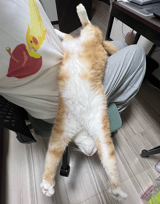猫