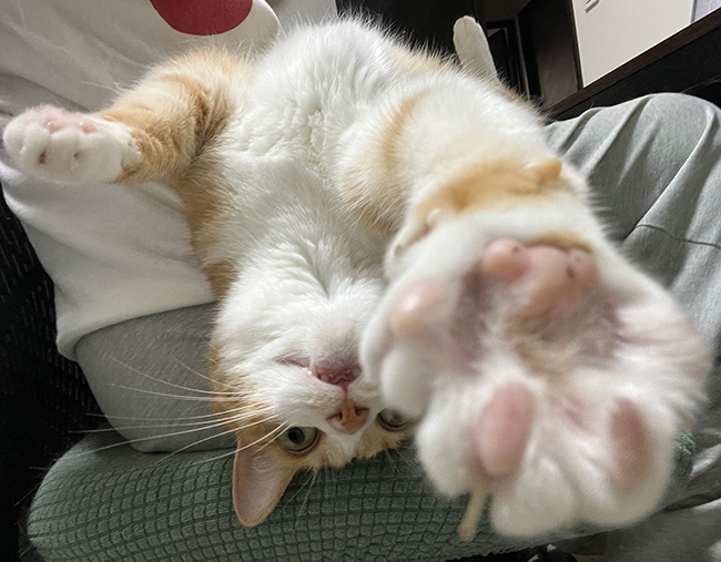 猫