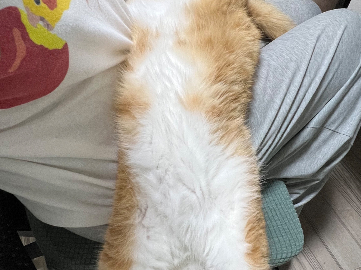 猫
