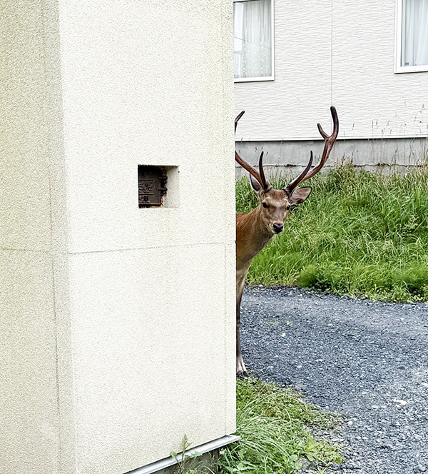 エゾシカの写真