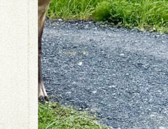 エゾシカの写真