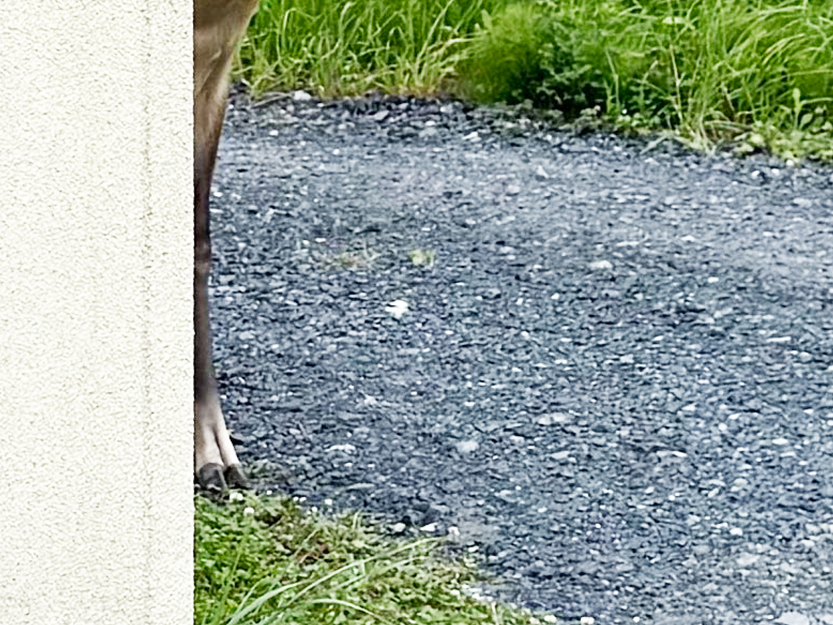 エゾシカの写真