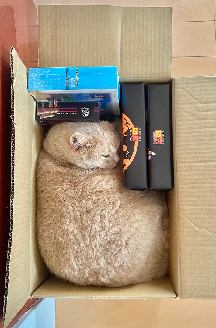 猫のもちくん