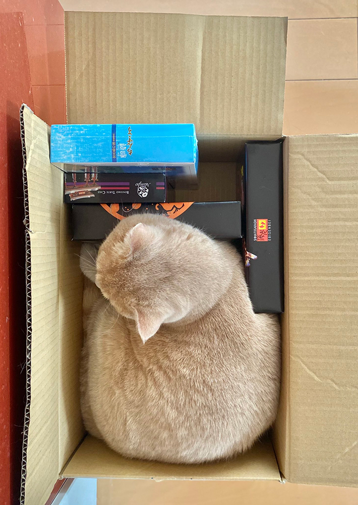 猫のもちくん