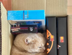 猫のもちくん