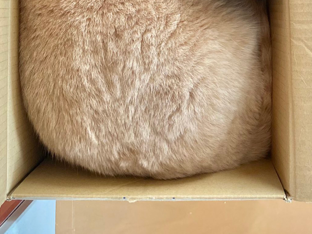 猫のもちくん
