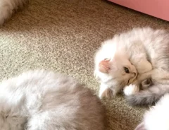 猫