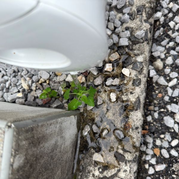 雑草に電気ケトルのお湯をかける様子