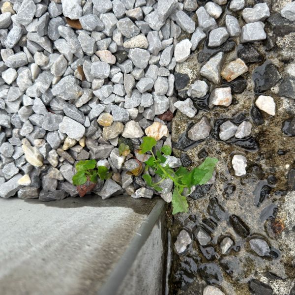 お湯をかけた雑草がしんなりしている様子