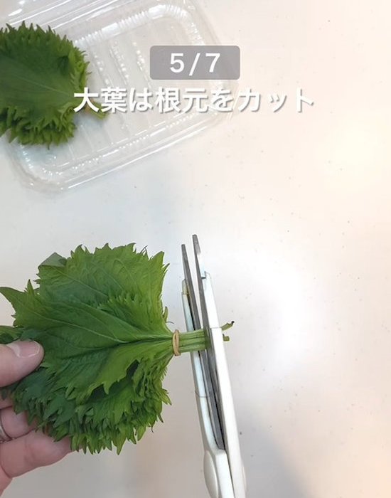 大葉の根元をカットする様子