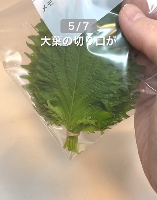 水の入ったフリーザーバッグに大葉を入れる様子