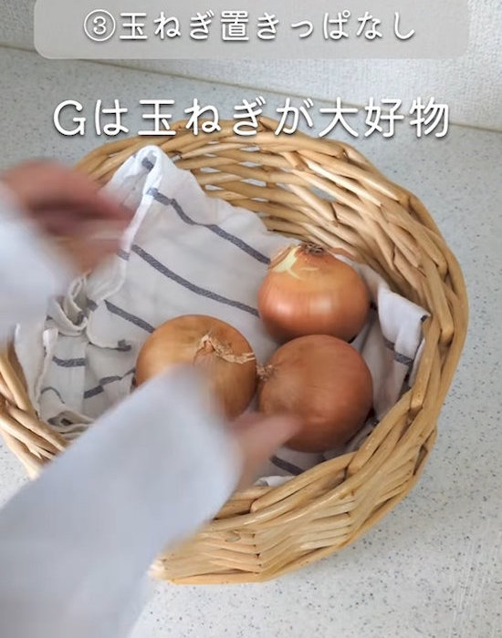 タマネギはゴキブリの大好物
