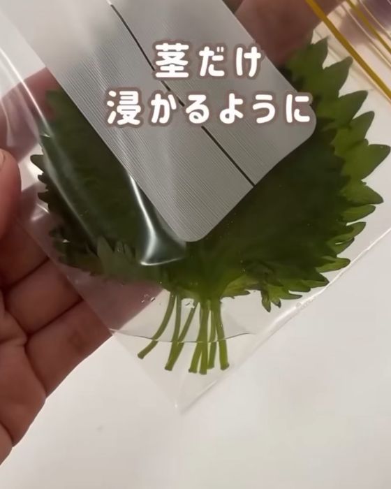 チャック付き保存袋に入れた少量の水に大葉の茎だけを浸ける様子