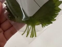 大葉