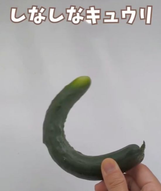 しなしなになったキュウリを手に持っている様子
