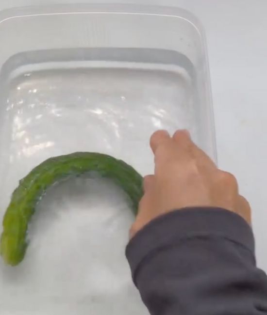水を張った容器にしなしなになったキュウリを入れた様子