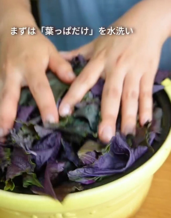 赤シソを水洗いしている様子