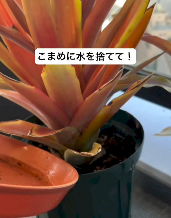 下にたまった水は都度捨てる